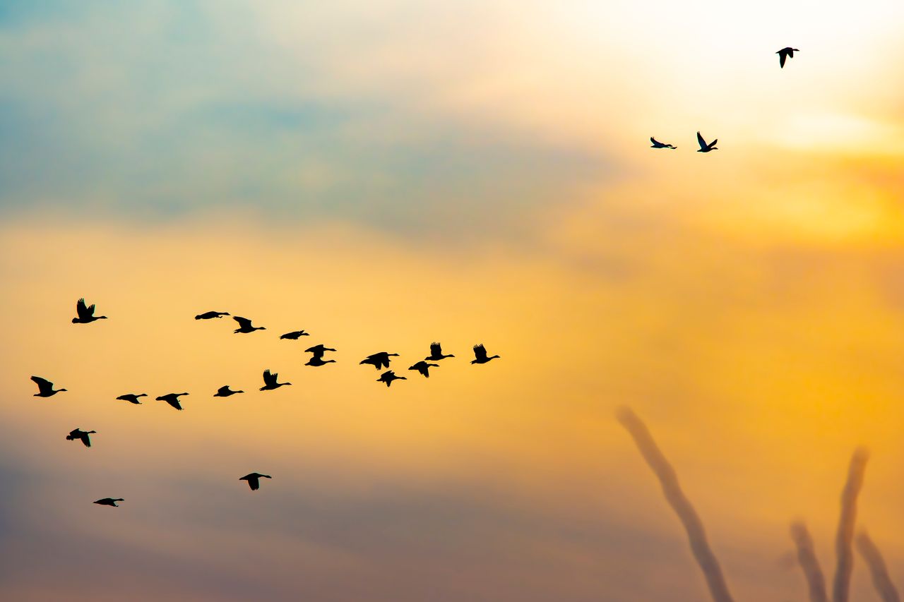 silhouettes of birds in flight across a vibrant sunset sky creating a