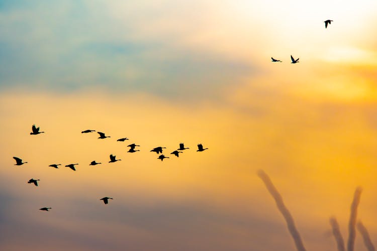 Silhouette Of Flock Of Birds Flying During Sunset