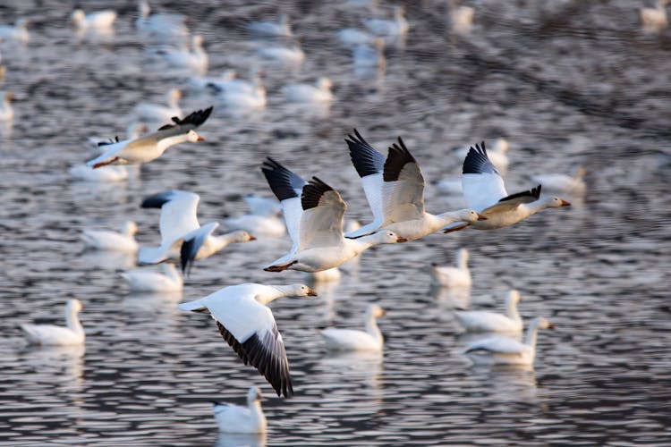 Flock Of Geese Flying