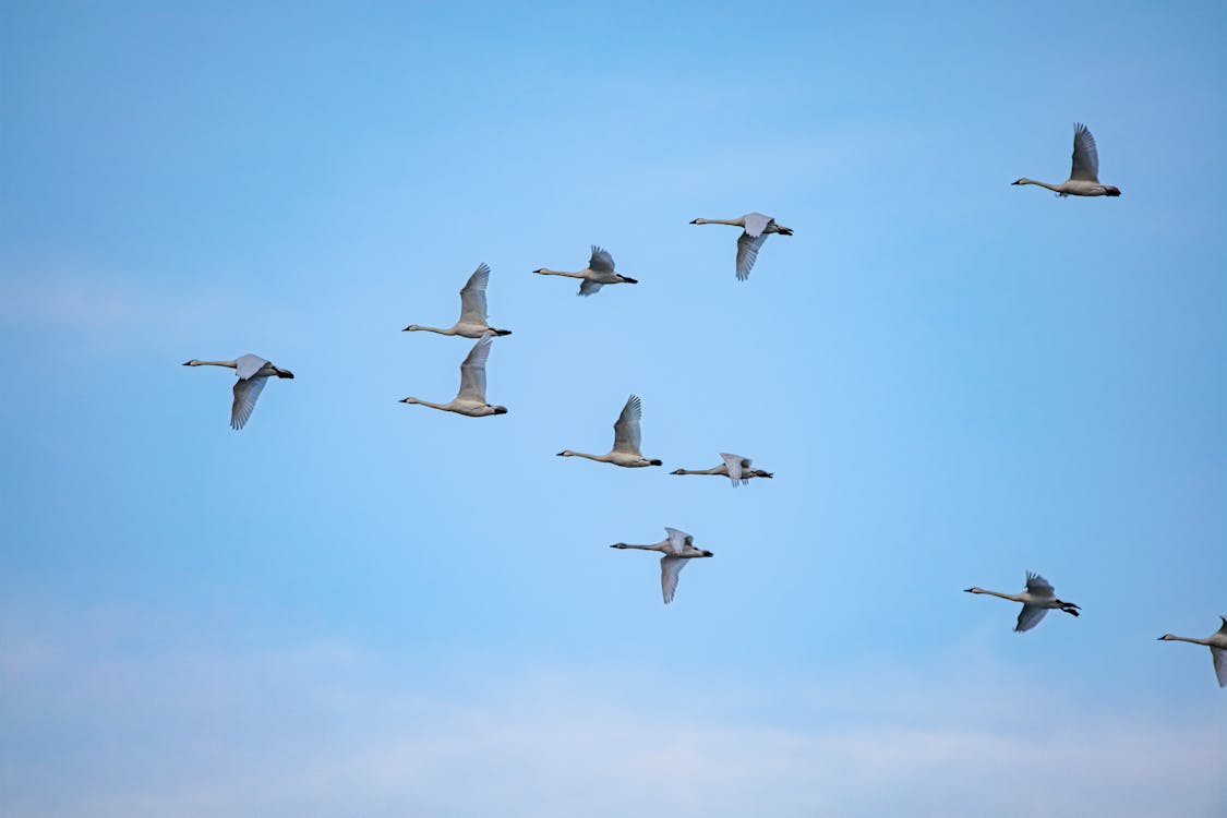 A Flock of Geese Flying