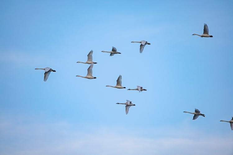 A Flock Of Geese Flying