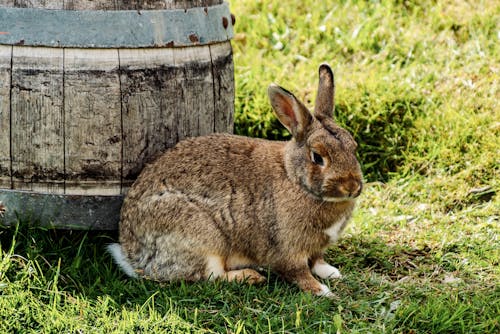 Close-Up Shot of a Rabbit on a Grassy Field