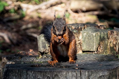 A Squirrel on a Tree Stump