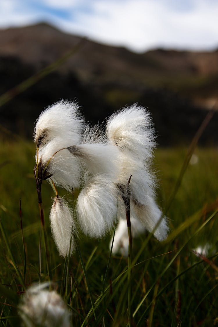 Close-Up Shot Of Common Cottongrass