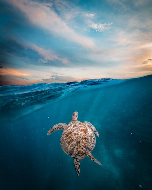Free A Turtle Submerged in Blue Water Stock Photo