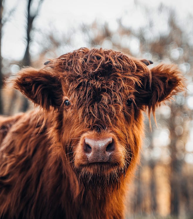 Základová fotografie zdarma na téma bovidae, býložravec, chlupatý