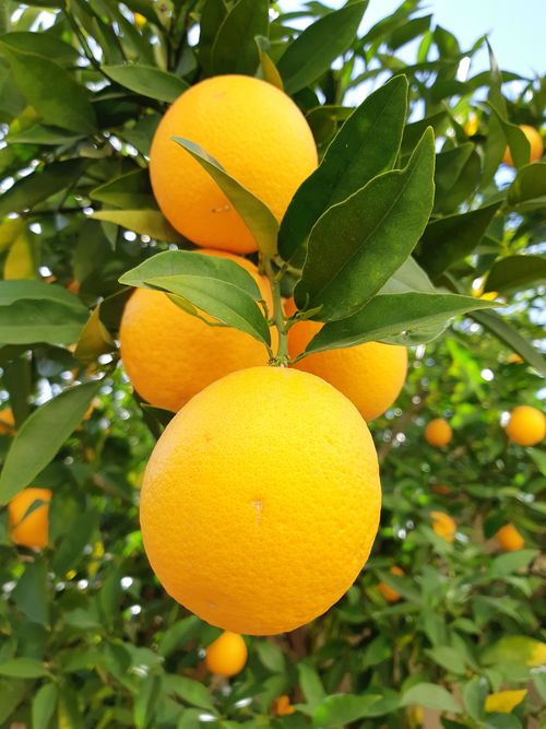 Free stock photo of orange, orange fruit, orange trees Stock Photo