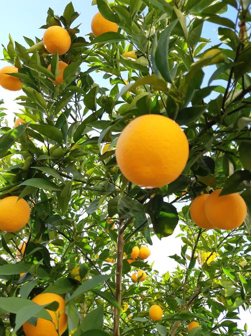 Free stock photo of orange, orange juice, orange tree Stock Photo