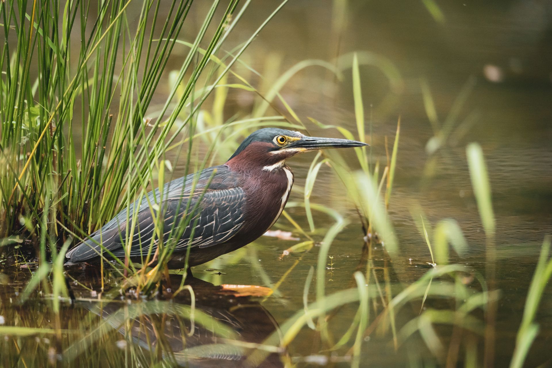Close-up of a Green Heron wading in a North Carolina marsh, showcasing its vivid colors.
