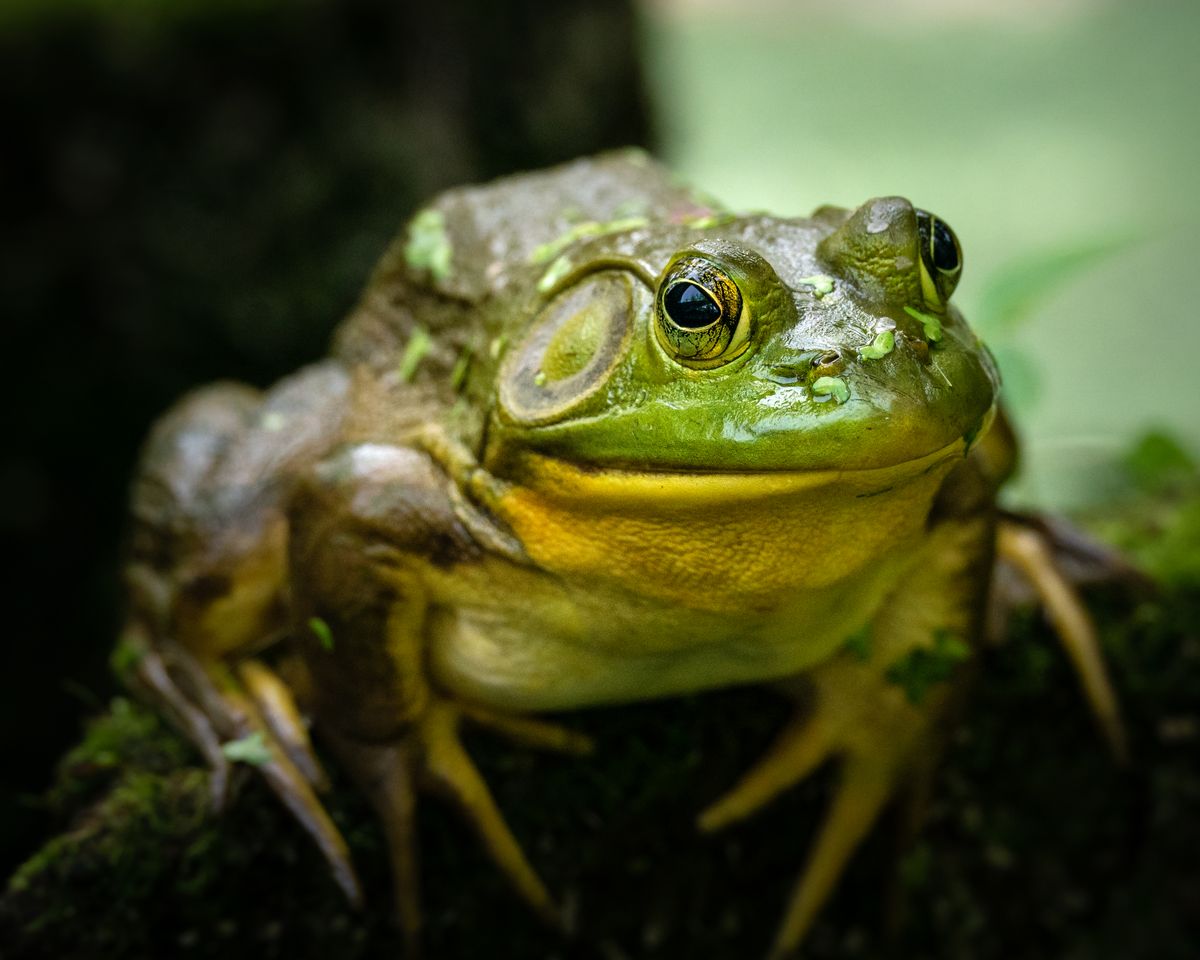 Sapo na natureza