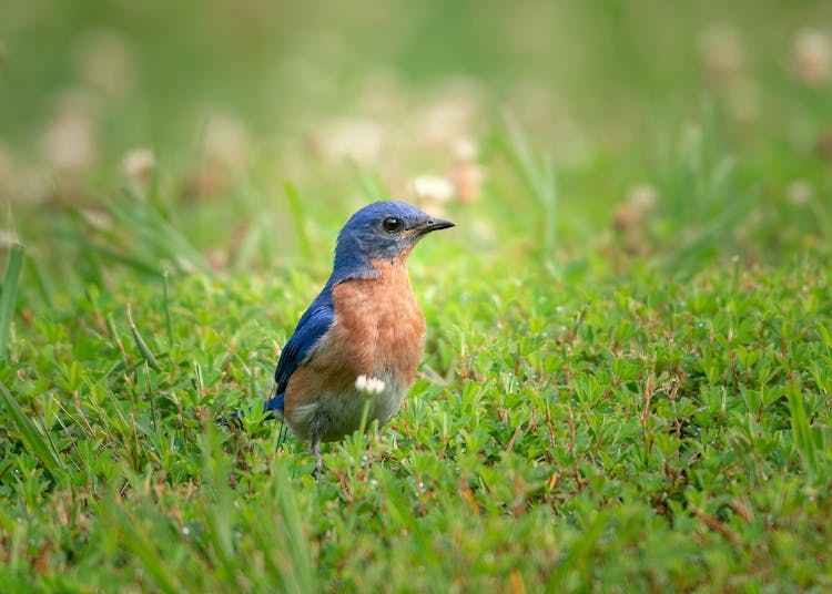 Close-Up Shot Of A Bluebird On The Grass