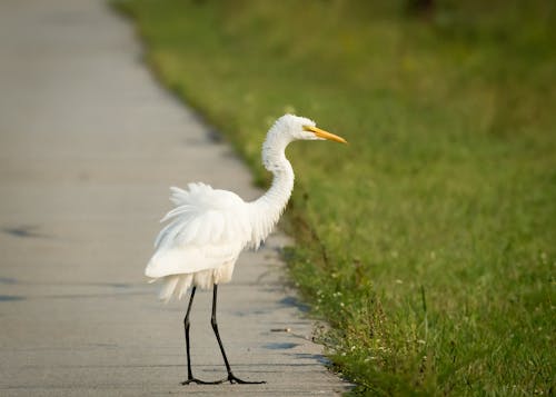 Close-Up Shot of a Great Egret Standing on the Road