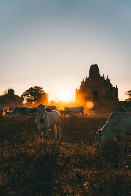 White cattle grazing in Bagan, Myanmar against a sunset backdrop with ancient pagodas.