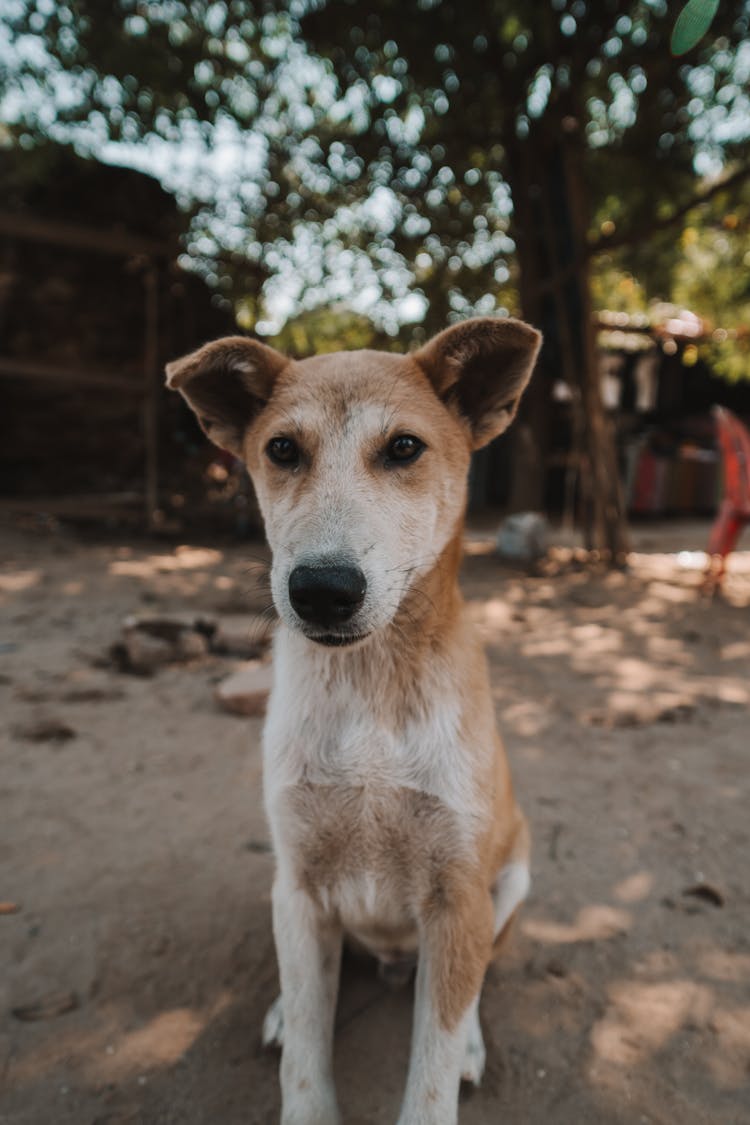 Portrait Of A Pet Dog In The Backyard