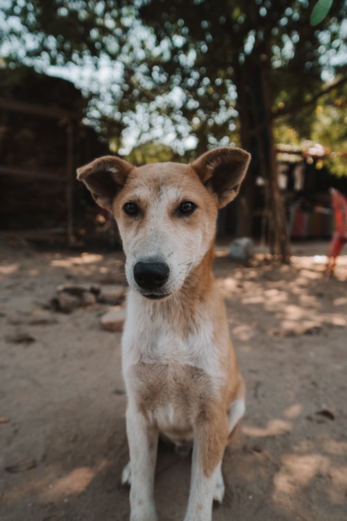 Free Adorable puppy sitting outdoors in Malaysia, showcasing its curious eyes and fur in natural light. Stock Photo