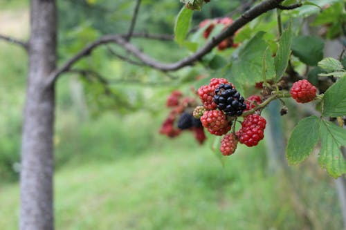 blackberry'ler, büyüme, Gıda içeren Ücretsiz stok fotoğraf