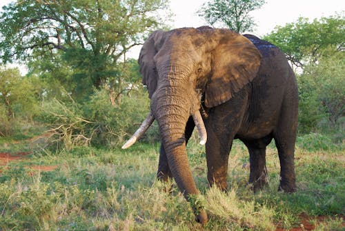 An Elephant on a Grassy Field