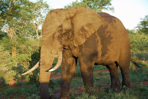 Free Close-up of an African elephant in a grassy field, showcasing its grandeur. Stock Photo