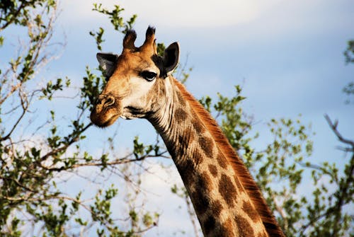 A Close-Up Shot of a Giraffes Head