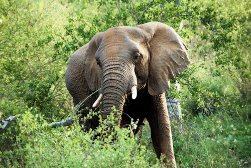 Gratis Fotos de stock gratuitas de animal, bosque, elefante Foto de stock