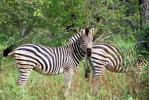 Free A stunning capture of zebras in their natural habitat, surrounded by lush greenery. Stock Photo