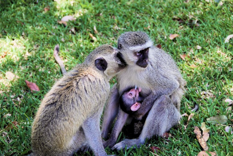 A Close-Up Shot Of Vervet Monkeys On Grass