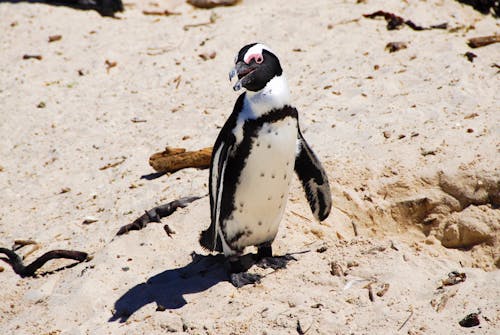 Humboldt Penguin on the Beach Sand