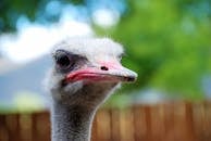 Close-Up Shot of an Ostrich