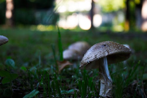 Ingyenes stockfotó erdő, fű, gomba témában