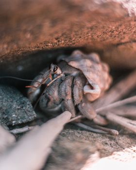 Detailed close-up of a hermit crab nestled in natural surroundings with soft lighting.