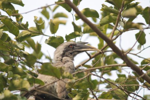 Free Close-up of a grey hornbill in Kashipur, India, amidst leaves. Stock Photo