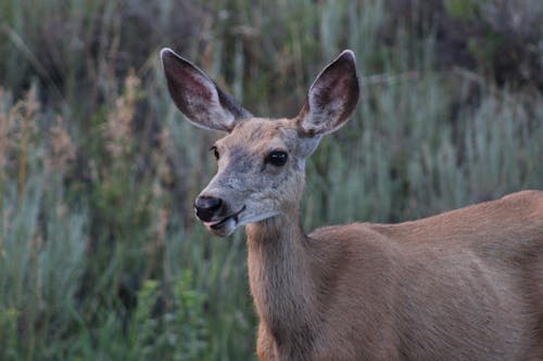 Close-Up Shot of a Deer on a Grassy Field