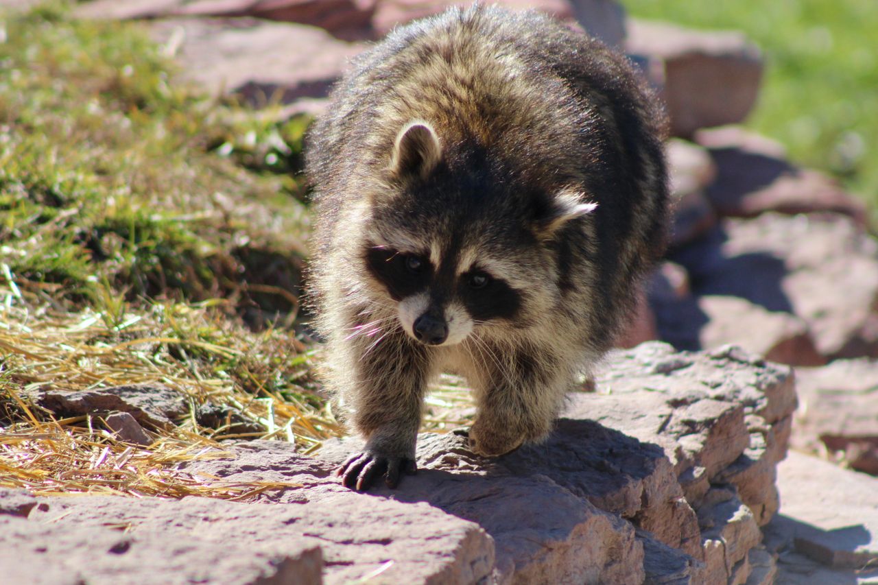 a raccoon walking on rocky terrain during the day showcasing natural b