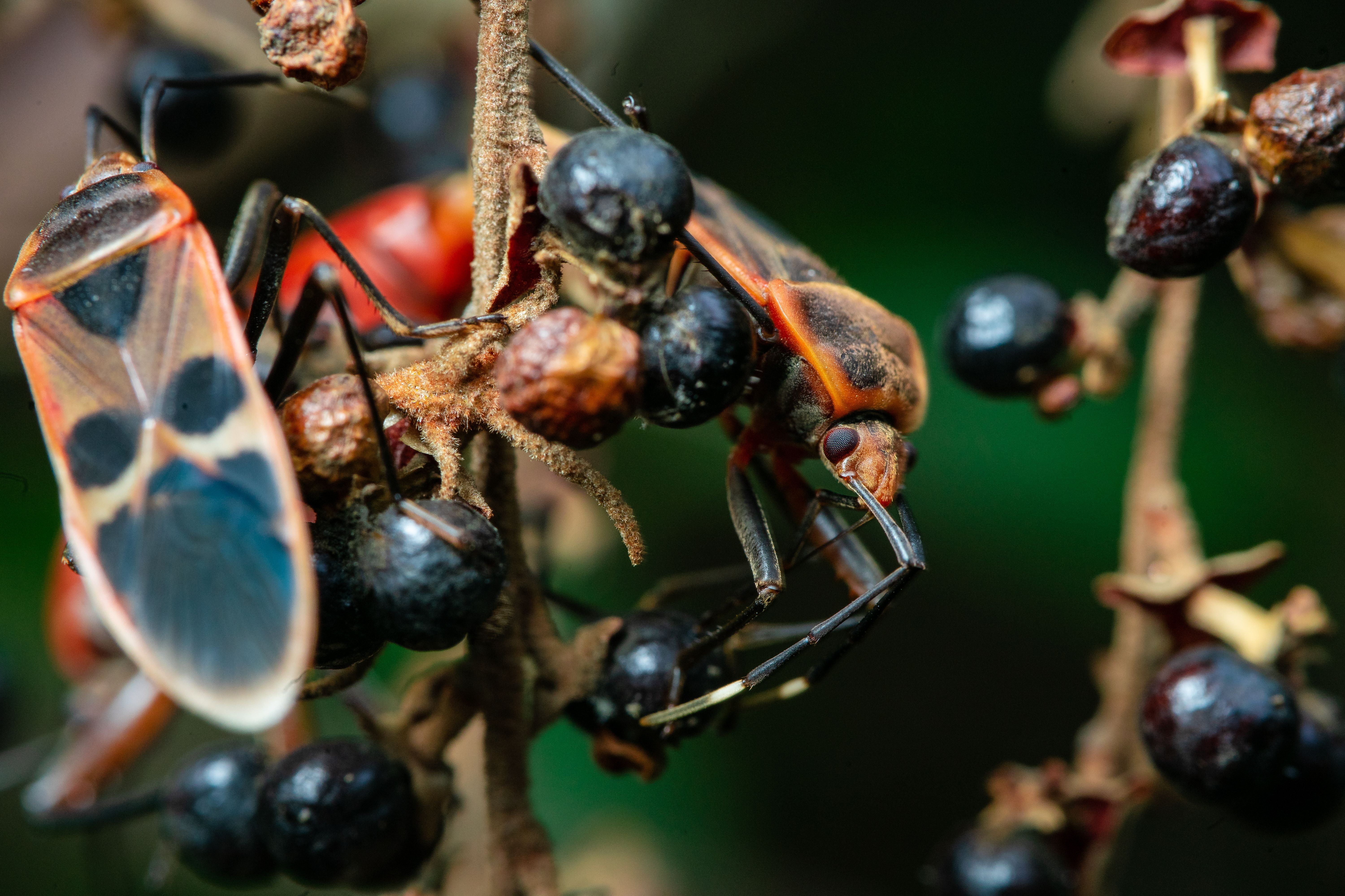 Macro Shot of Bugs on the Stem · Free Stock Photo