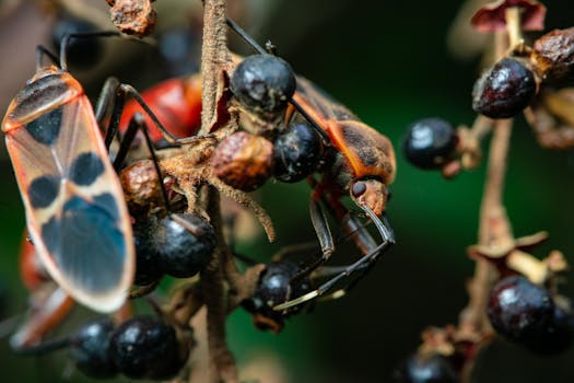Macro shot of insects on a branch with berries, showcasing detail and color.
