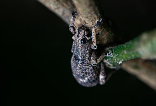 Ilmainen kuvapankkikuva tunnisteilla äärimmäinen lähikuva, hyönteinen, kovakuoriainen Kuvapankkikuva