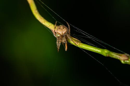 Macro Shot of a Spider on Green Stem of a Plant