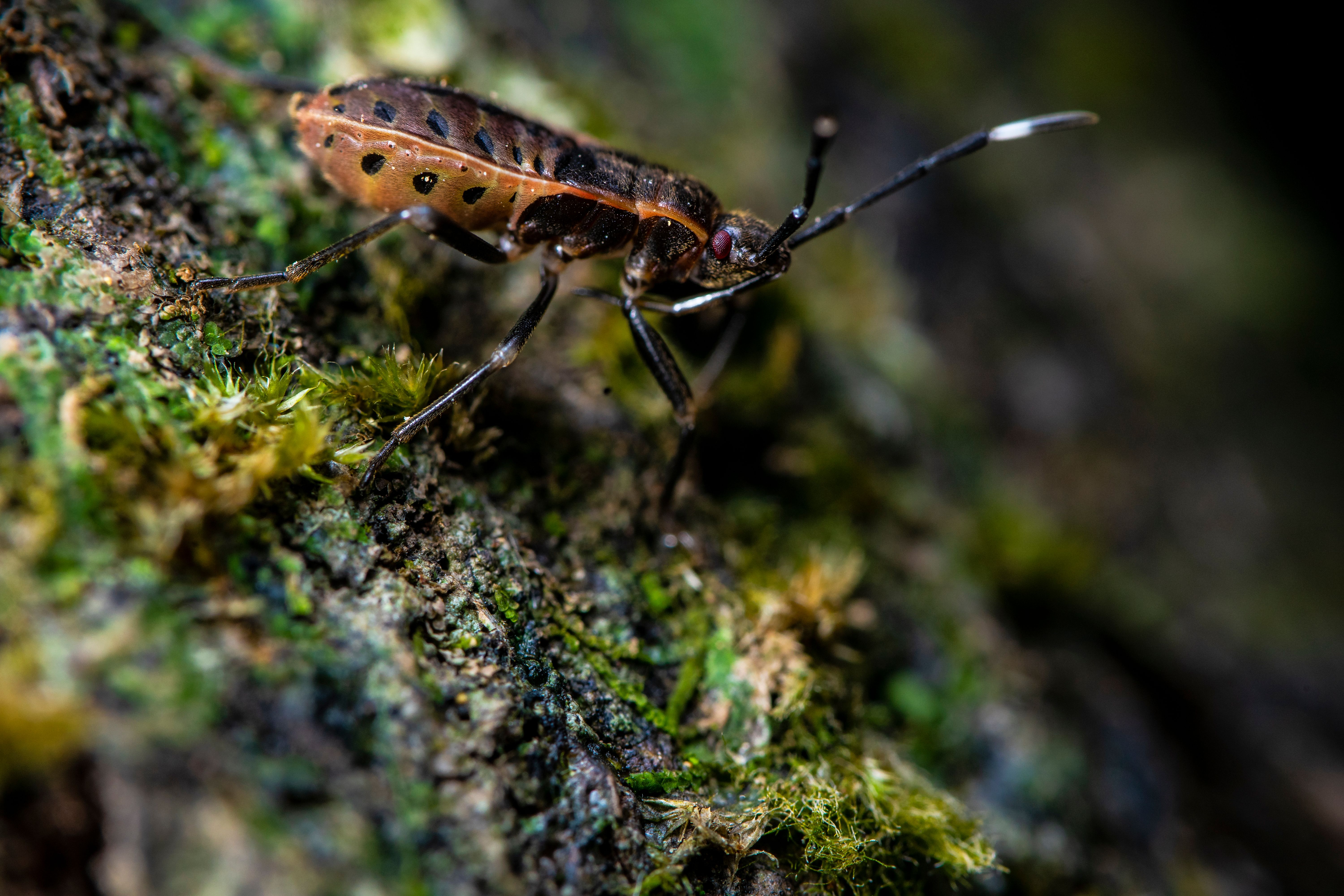 Black and Brown Insect · Free Stock Photo