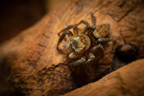 Macro Shot of a Jumping Spider on a Wood