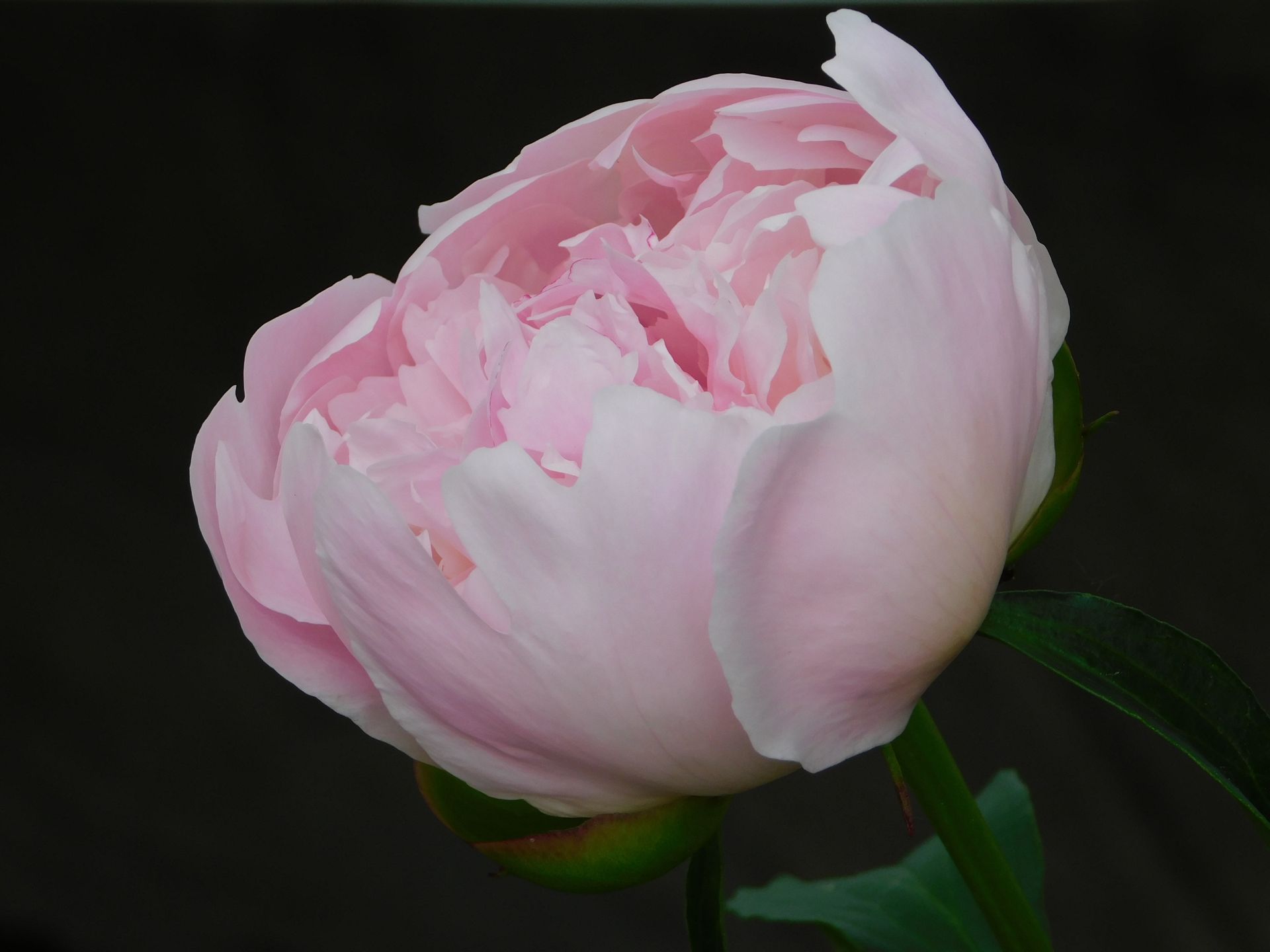 A detailed close-up of a pink peony flower showcasing its intricate petals against a dark background.