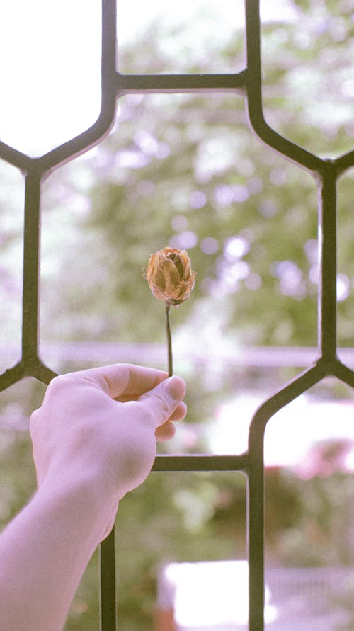 Anonymous person with faded rose near grid