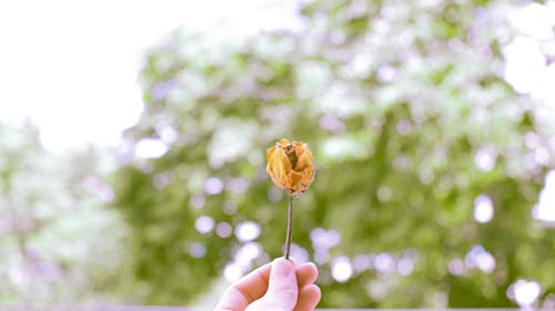 Soft focus of crop anonymous person showing withered yellow rose against tall lush green trees in nature on summer day