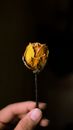 Faceless person with faded rose
