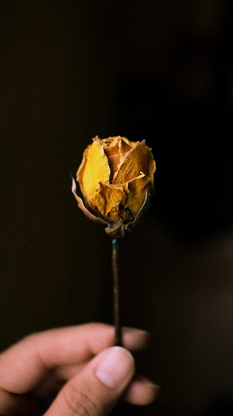 Faceless Person With Faded Rose