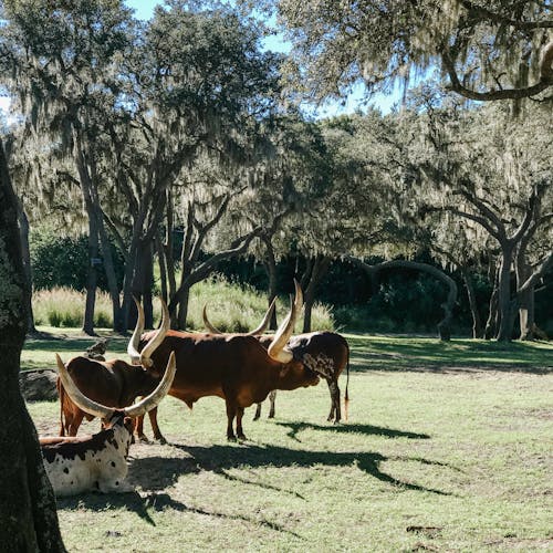 Gratis lagerfoto af dyreliv, Safari