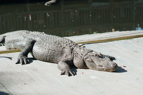 Gratis arkivbilde med alligator, everglades, florida