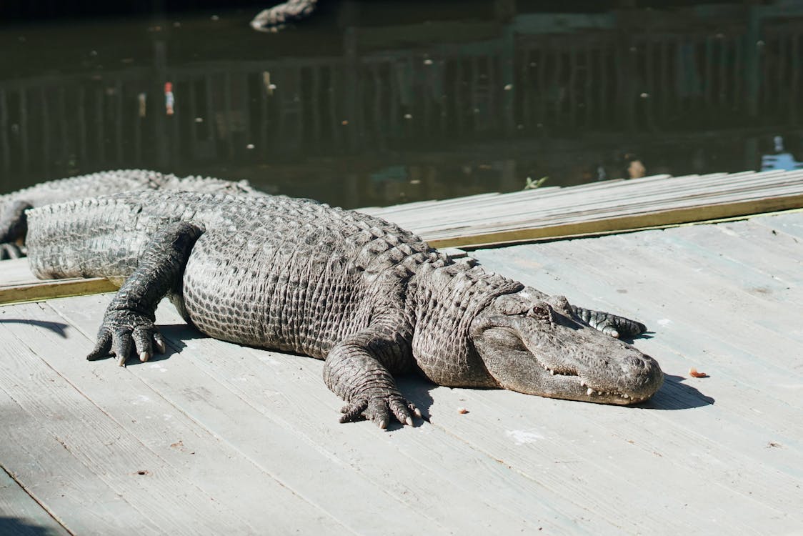 Gratis lagerfoto af alligator, everglades, florida