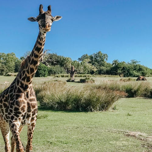 Foto profissional grátis de fotografia da vida selvagem, girafa, girafas