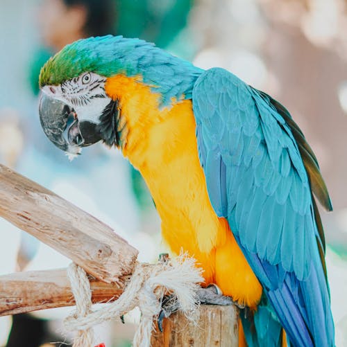 Free Close-Up Shot of a Macaw  Stock Photo
