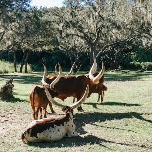 Gratis lagerfoto af dyreliv, Safari